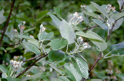 Riserva Naturale Cornate e Fosini, fotografie della flora e della fauna